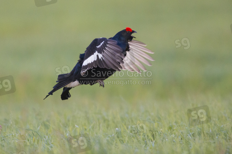 Black Grouse